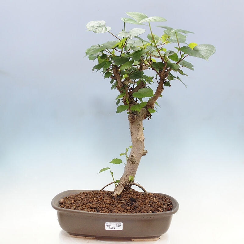 Zimmerbonsai - Hibiscus tiliaceus - Meereshibiskus + SUISEKI-Buch Kostenlos