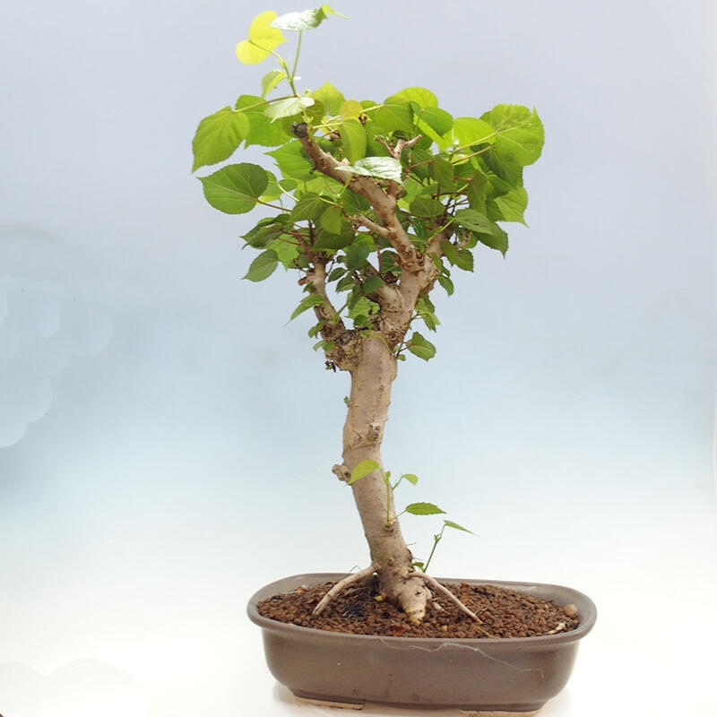 Zimmerbonsai - Hibiscus tiliaceus - Meereshibiskus + SUISEKI-Buch Kostenlos