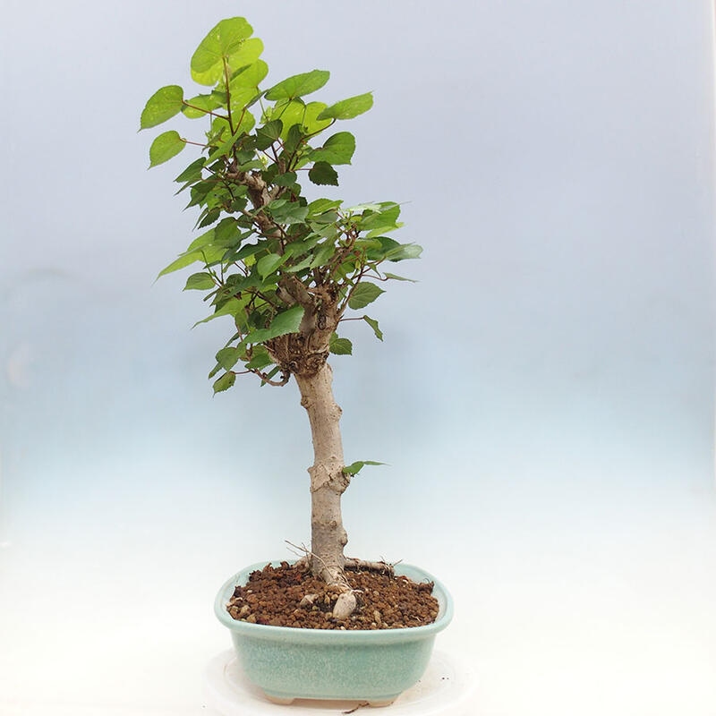 Zimmerbonsai - Hibiscus tiliaceus - Meereshibiskus + SUISEKI-Buch Kostenlos