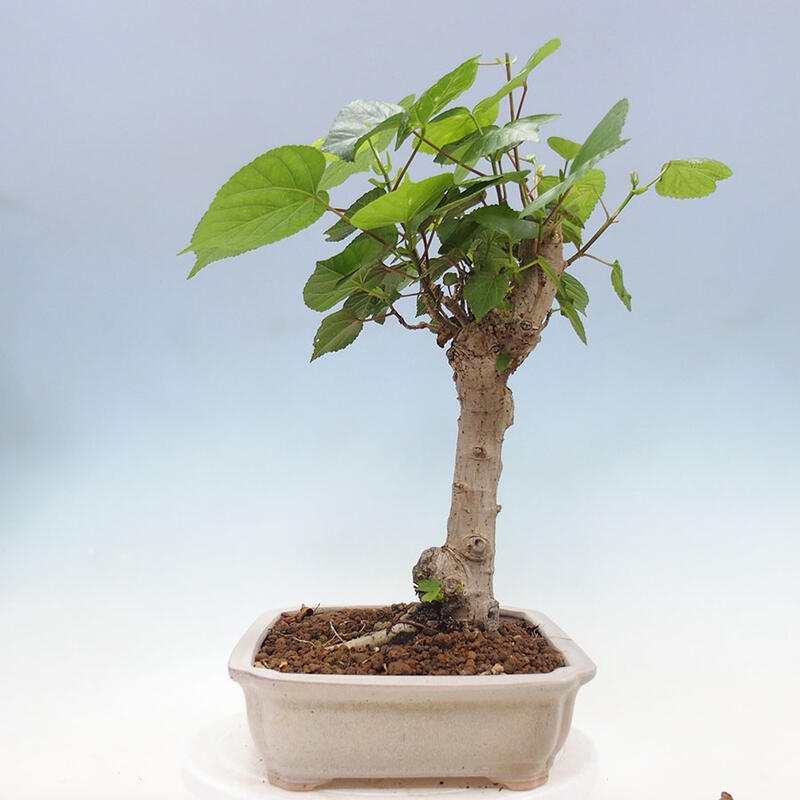 Zimmerbonsai - Hibiscus tiliaceus - Meereshibiskus + SUISEKI-Buch Kostenlos