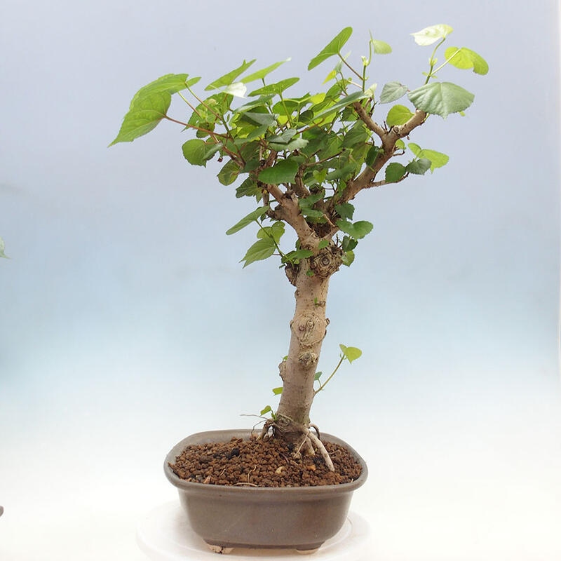 Zimmerbonsai - Hibiscus tiliaceus - Meereshibiskus + SUISEKI-Buch Kostenlos