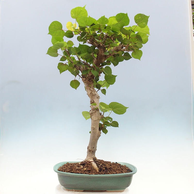 Zimmerbonsai - Hibiscus tiliaceus - Meereshibiskus + SUISEKI-Buch Kostenlos