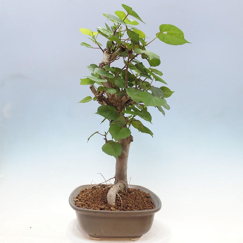 Zimmerbonsai - Hibiscus tiliaceus - Meereshibiskus + SUISEKI-Buch Kostenlos