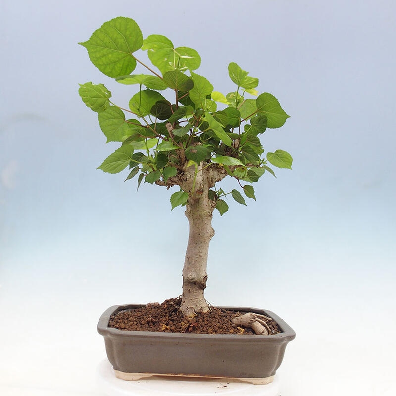 Zimmerbonsai - Hibiscus tiliaceus - Meereshibiskus + SUISEKI-Buch Kostenlos