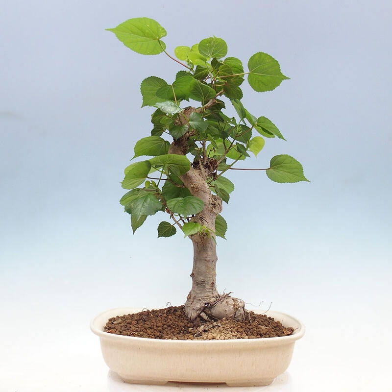 Zimmerbonsai - Hibiscus tiliaceus - Meereshibiskus + SUISEKI-Buch Kostenlos