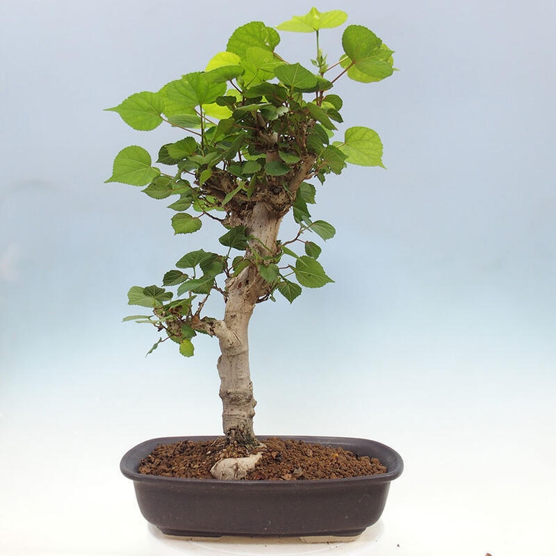 Zimmerbonsai - Hibiscus tiliaceus - Meereshibiskus + SUISEKI-Buch Kostenlos