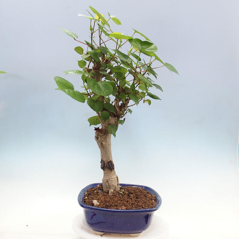 Zimmerbonsai - Hibiscus tiliaceus - Meereshibiskus + SUISEKI-Buch Kostenlos