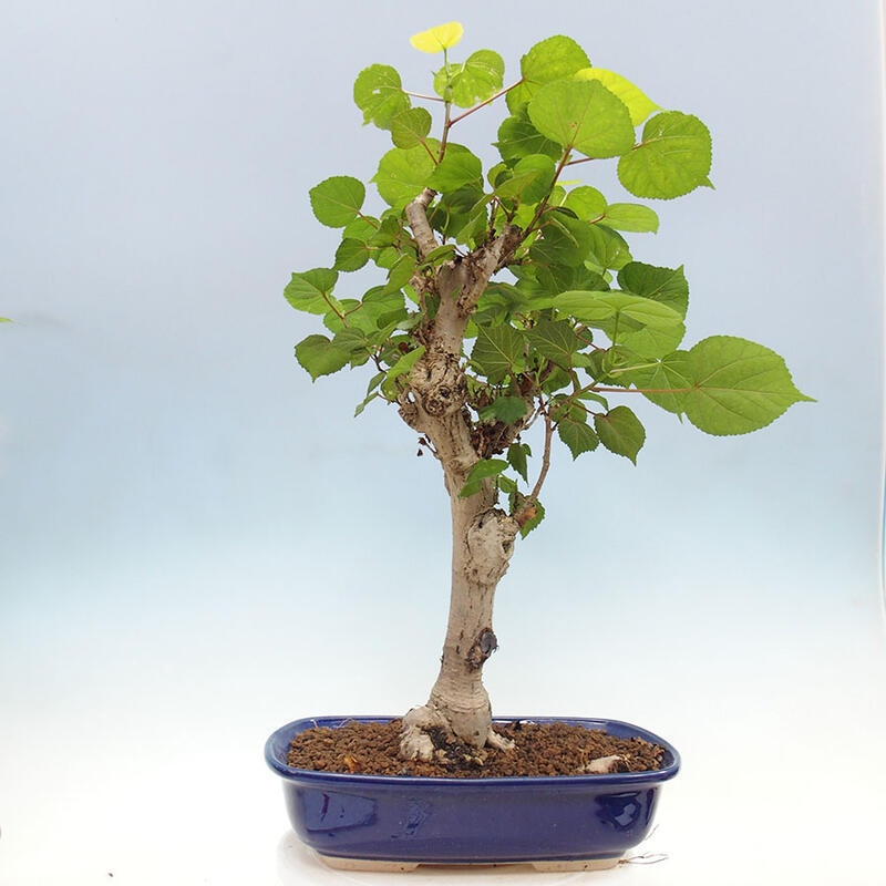 Zimmerbonsai - Hibiscus tiliaceus - Meereshibiskus + SUISEKI-Buch Kostenlos