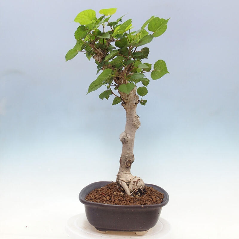 Zimmerbonsai - Hibiscus tiliaceus - Meereshibiskus + SUISEKI-Buch Kostenlos