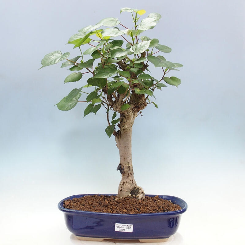 Zimmerbonsai - Hibiscus tiliaceus - Meereshibiskus + SUISEKI-Buch Kostenlos