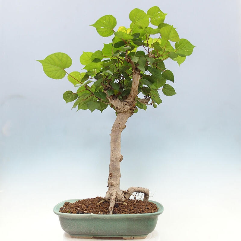 Zimmerbonsai - Hibiscus tiliaceus - Meereshibiskus + SUISEKI-Buch Kostenlos