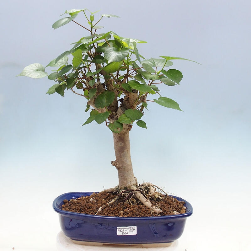 Zimmerbonsai - Hibiscus tiliaceus - Meereshibiskus + SUISEKI-Buch Kostenlos