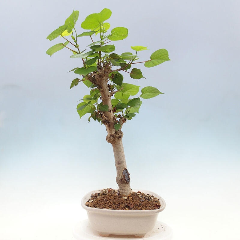 Zimmerbonsai - Hibiscus tiliaceus - Meereshibiskus + SUISEKI-Buch Kostenlos