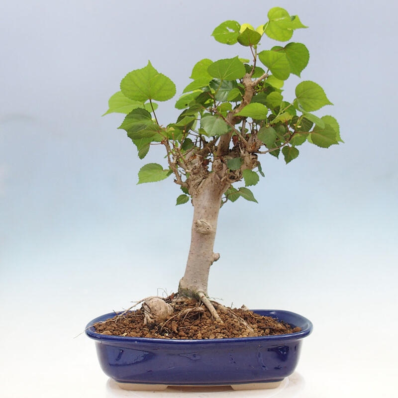 Zimmerbonsai - Hibiscus tiliaceus - Meereshibiskus + SUISEKI-Buch Kostenlos