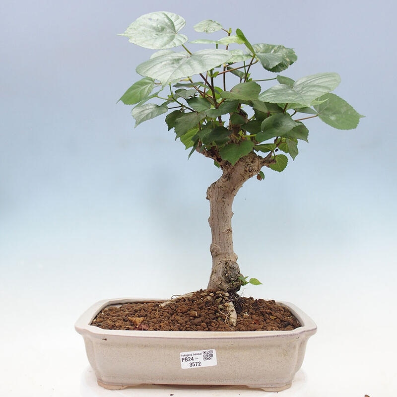 Zimmerbonsai - Hibiscus tiliaceus - Meereshibiskus + SUISEKI-Buch Kostenlos