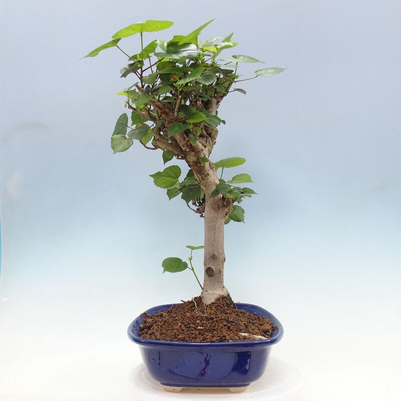 Zimmerbonsai - Hibiscus tiliaceus - Meereshibiskus + SUISEKI-Buch Kostenlos