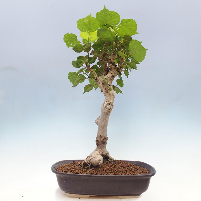 Zimmerbonsai - Hibiscus tiliaceus - Meereshibiskus + SUISEKI-Buch Kostenlos