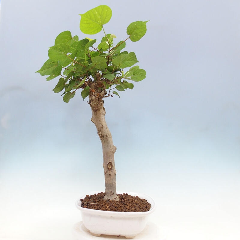 Zimmerbonsai - Hibiscus tiliaceus - Meereshibiskus + SUISEKI-Buch Kostenlos