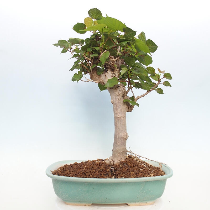 Zimmerbonsai - Hibiscus tiliaceus - Hibiskuslinde, Meer