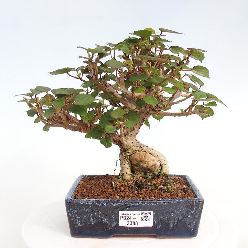 Zimmerbonsai - Hibiscus tiliaceus - Hibiskuslinde, Meer