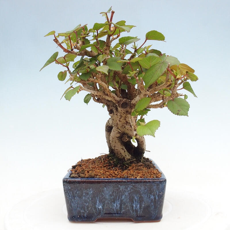 Zimmerbonsai - Hibiscus tiliaceus - Hibiskuslinde, Meer