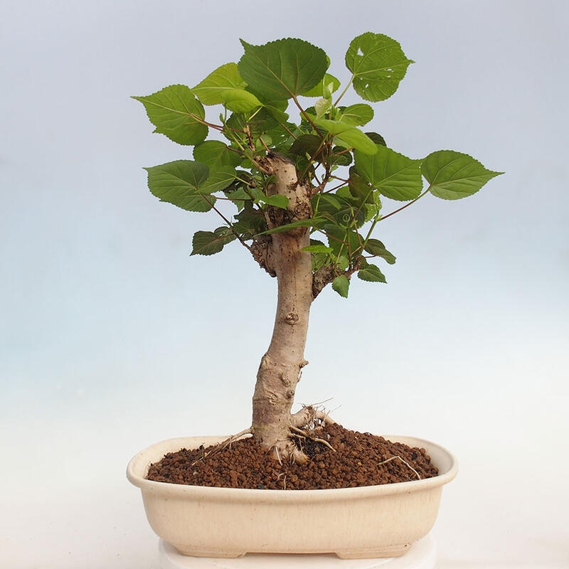 Zimmerbonsai - Hibiscus tiliaceus - Hibiskuslinde, Meer