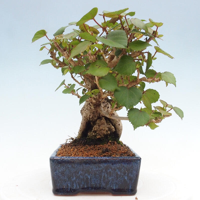 Zimmerbonsai - Hibiscus tiliaceus - Hibiskuslinde, Meer