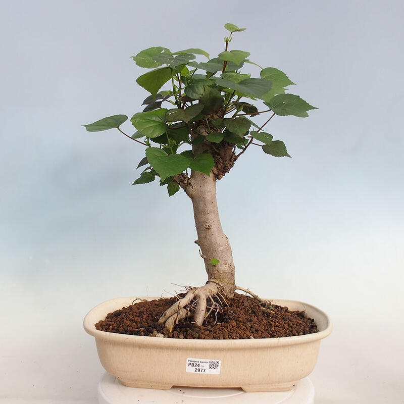 Zimmerbonsai - Hibiscus tiliaceus - Hibiskuslinde, Meer