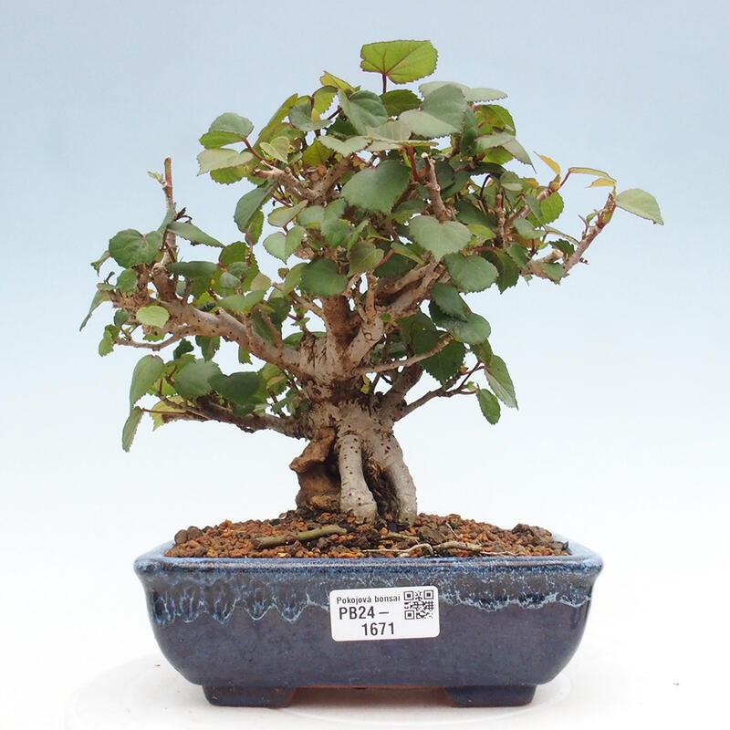 Zimmerbonsai - Hibiscus tiliaceus - Hibiskuslinde, Meer