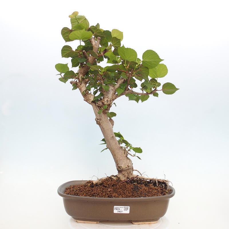 Zimmerbonsai - Hibiscus tiliaceus - Hibiskuslinde, Meer