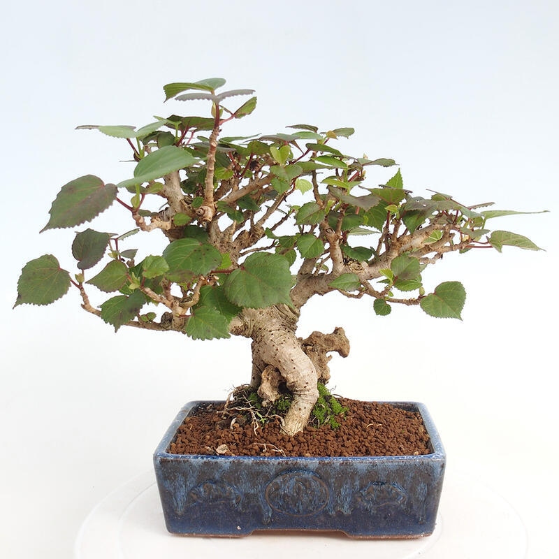 Zimmerbonsai - Hibiscus tiliaceus - Hibiskuslinde, Meer