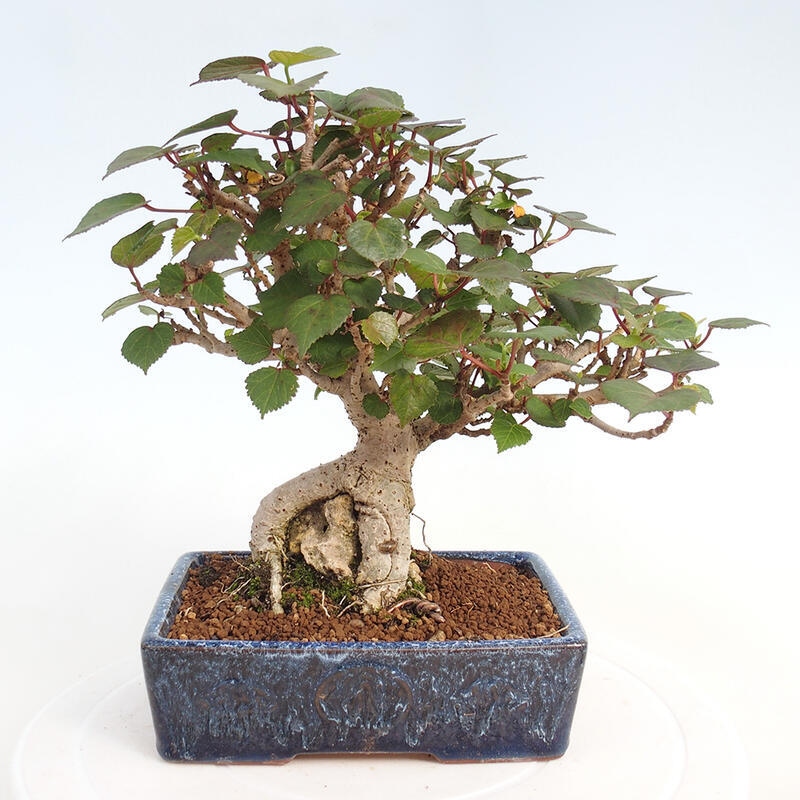 Zimmerbonsai - Hibiscus tiliaceus - Hibiskuslinde, Meer