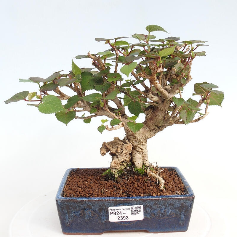 Zimmerbonsai - Hibiscus tiliaceus - Hibiskuslinde, Meer