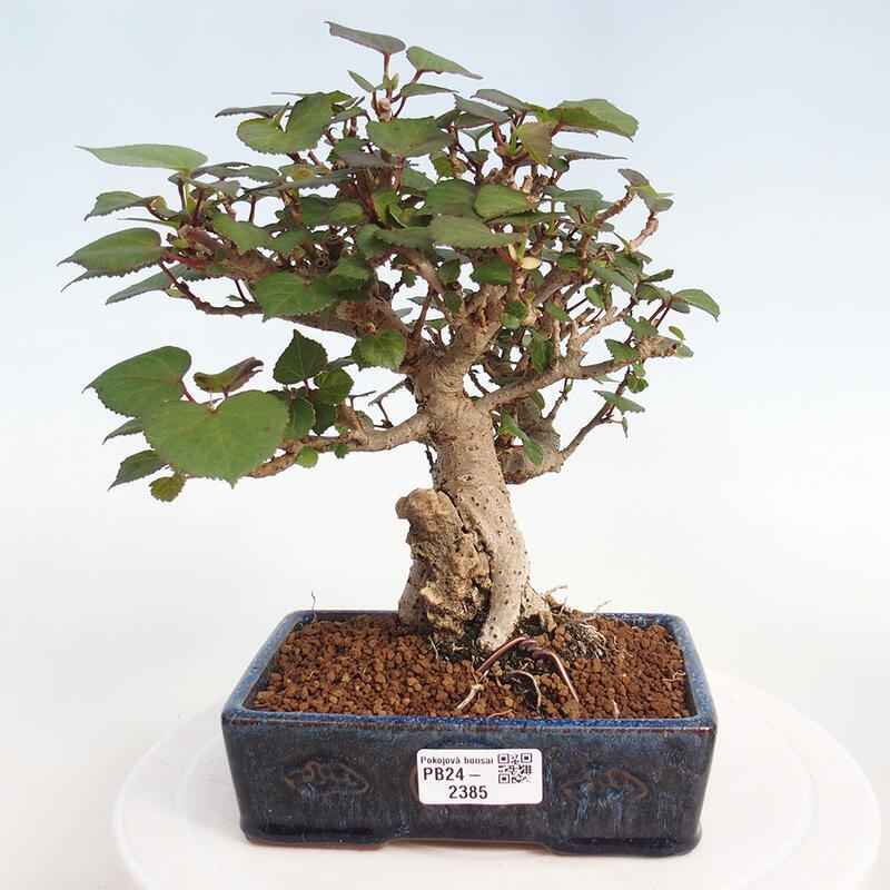 Zimmerbonsai - Hibiscus tiliaceus - Hibiskuslinde, Meer