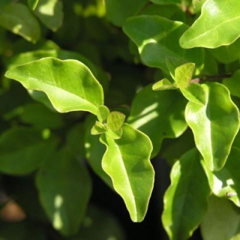 Zimmerbonsai - Ligustrum chinensis - Vogelperspektive