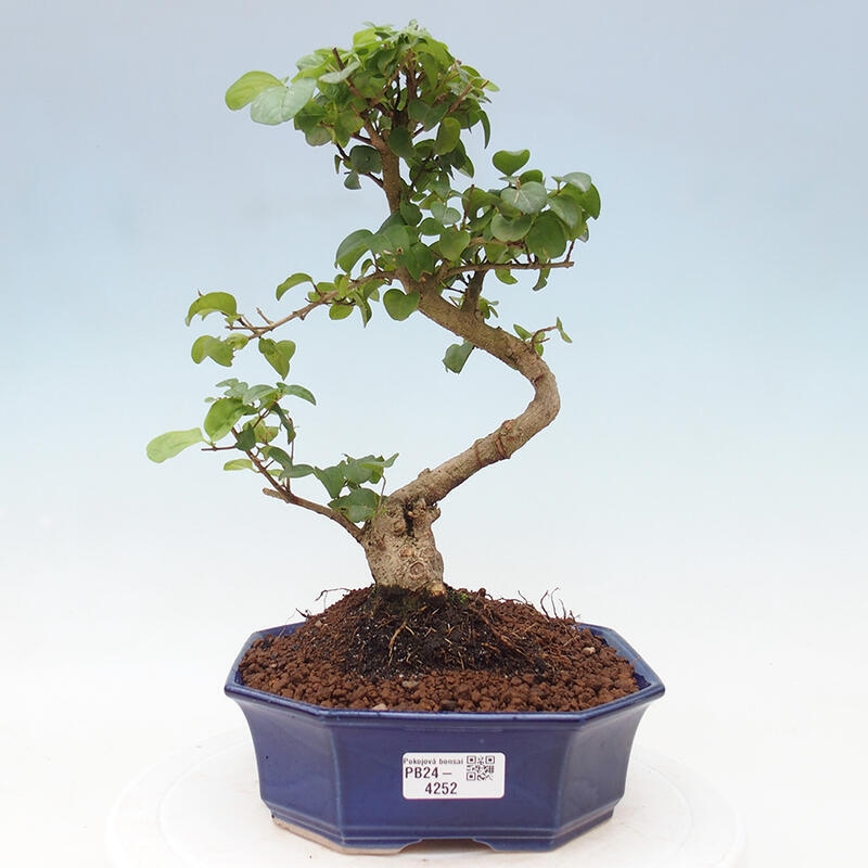 Zimmerbonsai - Ligustrum chinensis - Vogelperspektive