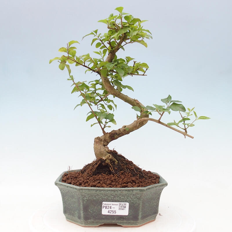 Zimmerbonsai - Ligustrum chinensis - Vogelperspektive