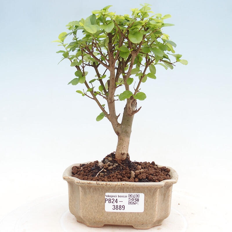 Zimmerbonsai - Ligustrum chinensis - Vogelperspektive