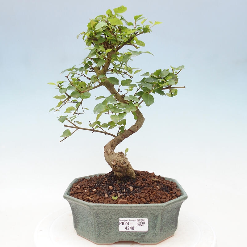 Zimmerbonsai - Ligustrum chinensis - Vogelperspektive