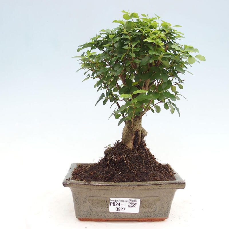 Zimmerbonsai - Ligustrum chinensis - Vogelperspektive