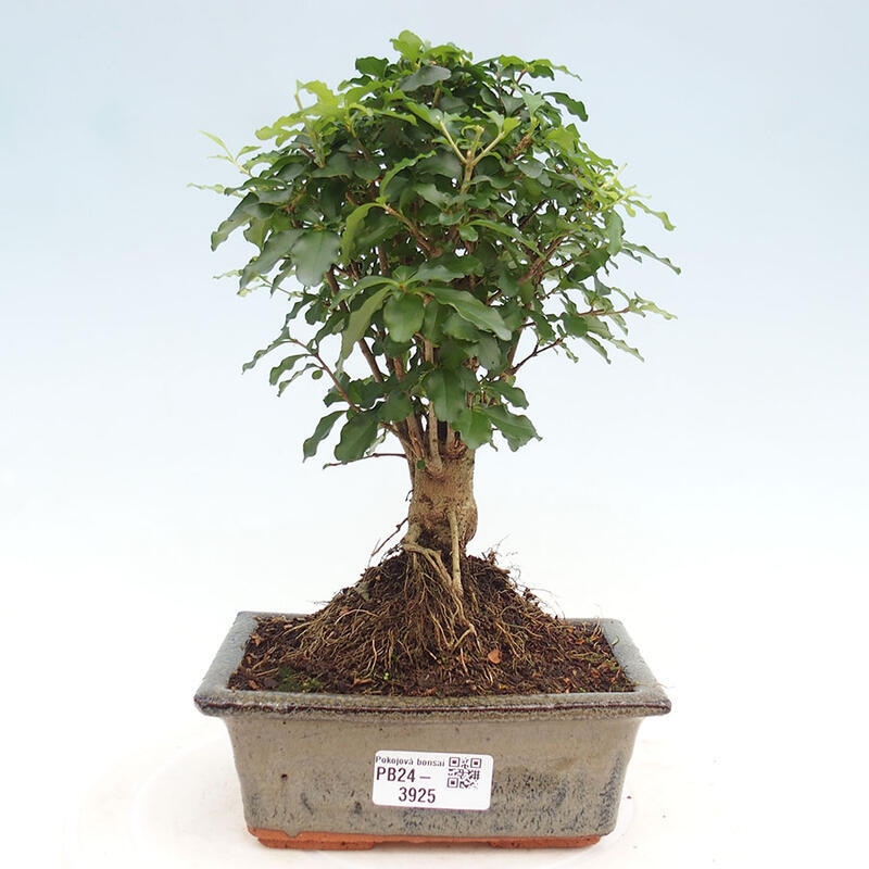 Zimmerbonsai - Ligustrum chinensis - Vogelperspektive