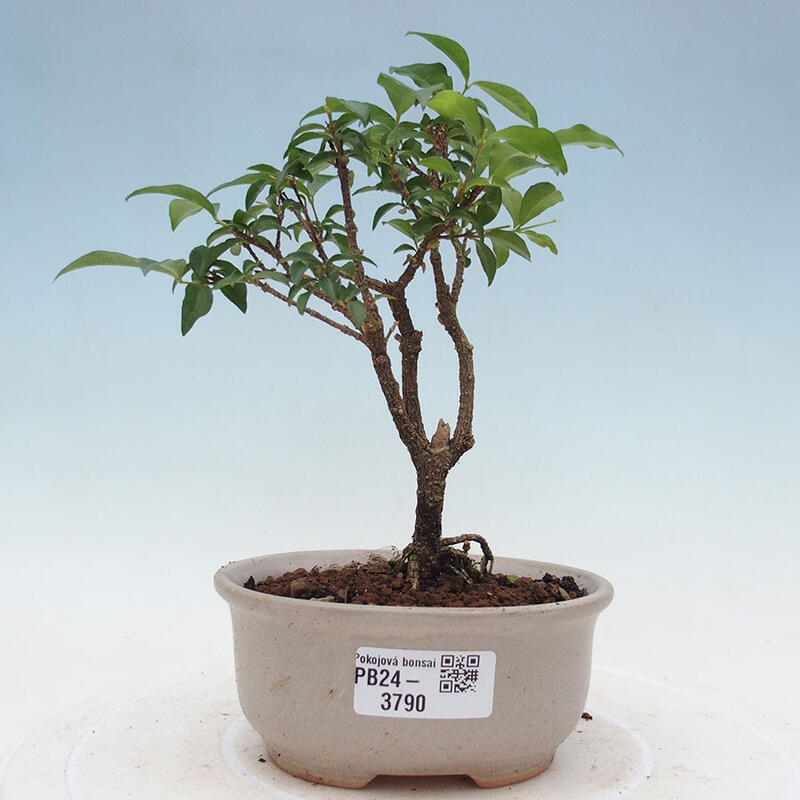 Zimmerbonsai - Malpighia coccigera - Barbdor-Kirsche