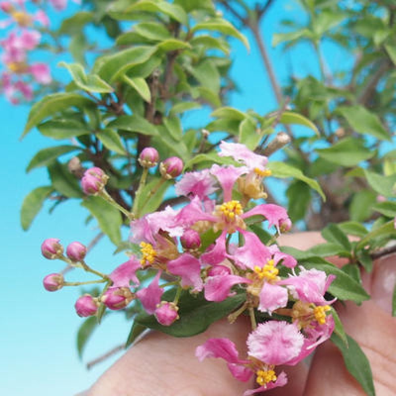 Zimmerbonsai - Malpighia coccigera - Barbdor-Kirsche