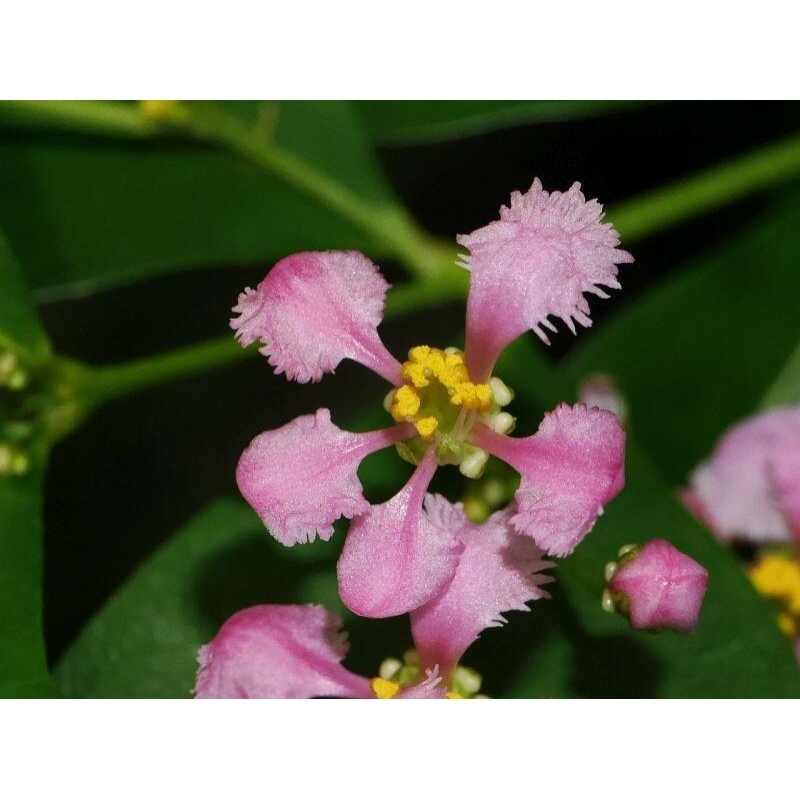 Zimmerbonsai - Malpighia Barbados-Kirsche - Malpighia glabra L.