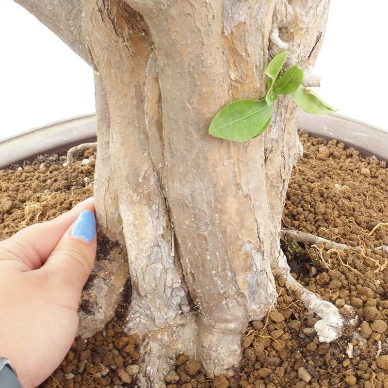 Zimmerbonsai - Malpighia Barbados-Kirsche - Malpighia glabra L.