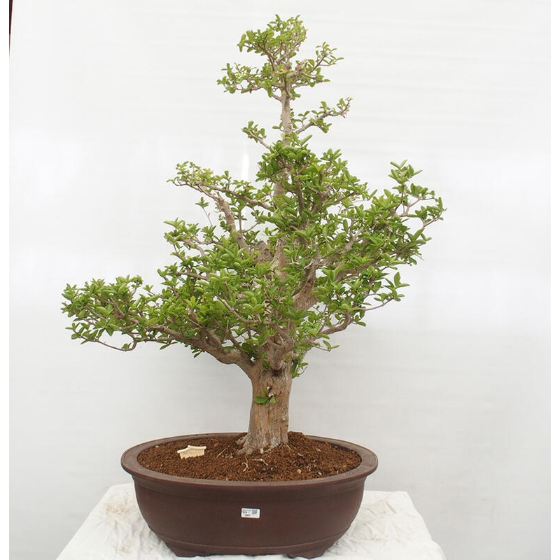 Zimmerbonsai - Malpighia Barbados-Kirsche - Malpighia glabra L.