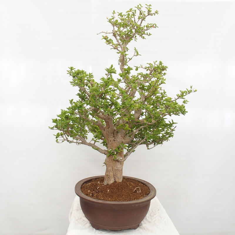 Zimmerbonsai - Malpighia Barbados-Kirsche - Malpighia glabra L.