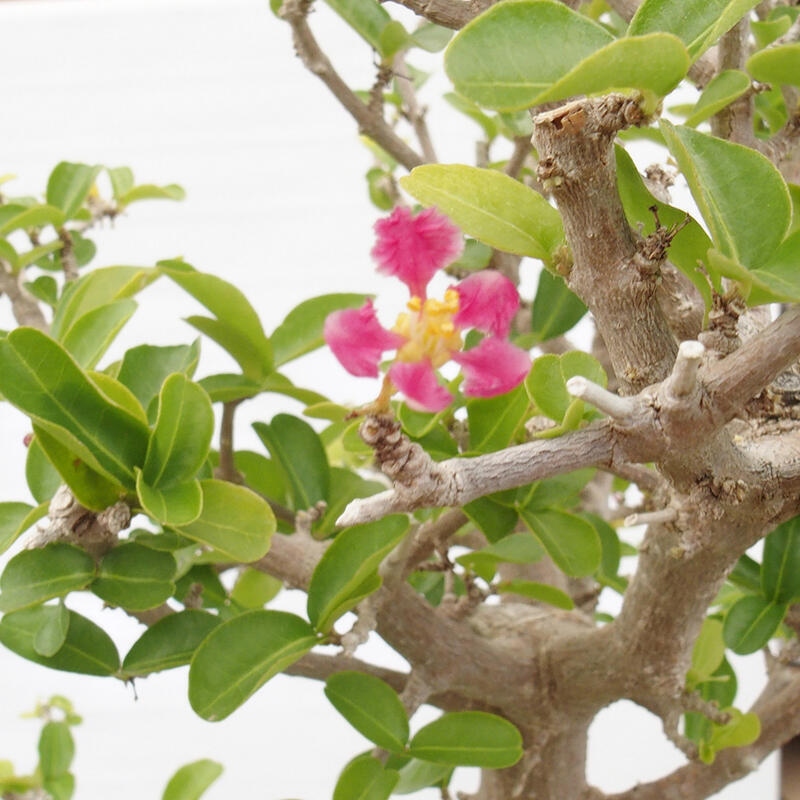 Zimmerbonsai - Malpighia Barbados-Kirsche - Malpighia glabra L.