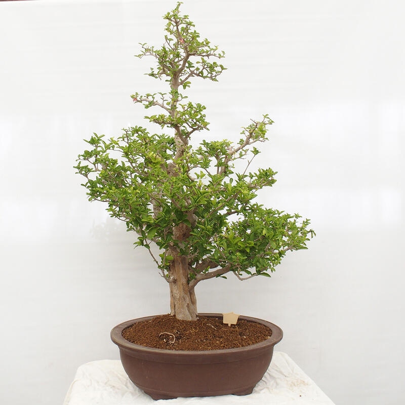 Zimmerbonsai - Malpighia Barbados-Kirsche - Malpighia glabra L.