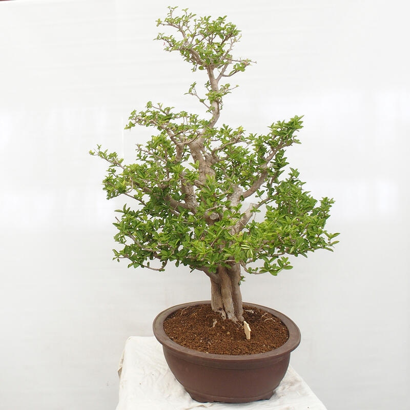 Zimmerbonsai - Malpighia Barbados-Kirsche - Malpighia glabra L.